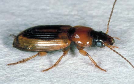 Seedcorn Beetle
