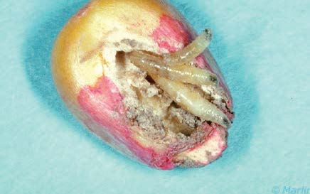 Seedcorn Maggot