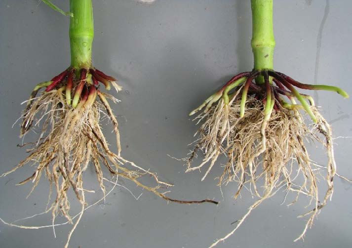 sidewall smearing comparison