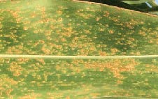 Southern Rust