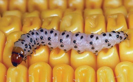 Southwestern Corn Borer