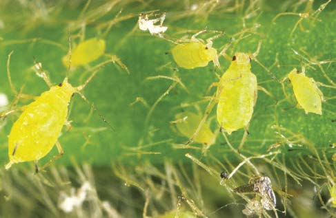 soybean aphid