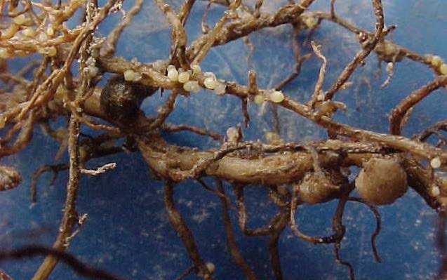 Soybean Cyst Nematode