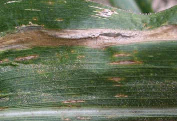 Stewart’s Leaf Blight