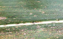 Tar Spot