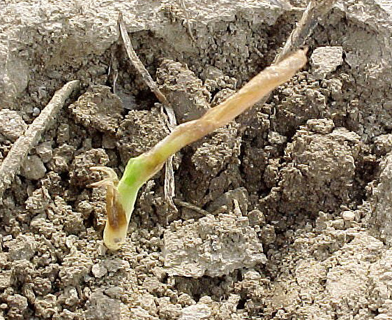 Young Seedling Emerging from Dry Soil Surface