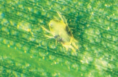 two spotted spider mite