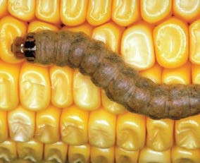 Western Bean Cutworm