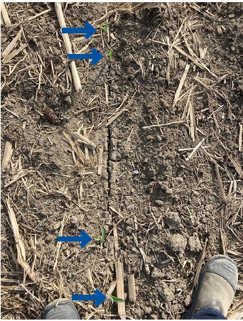 wet soil planting exposed seed