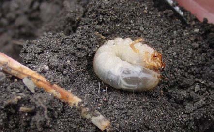 White Grub