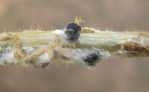 White Mold