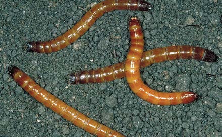 Wireworm