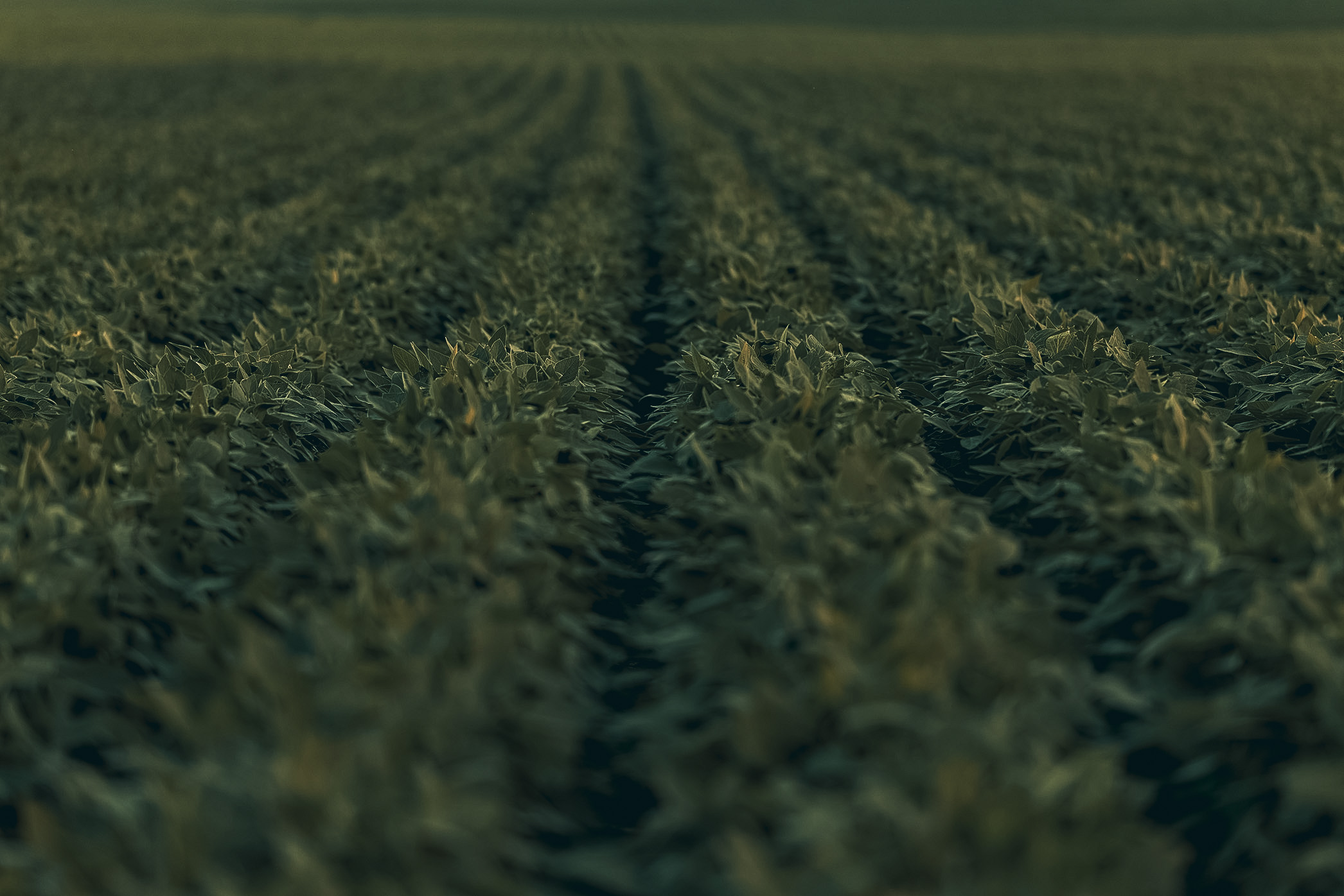 beautiful soybean field
