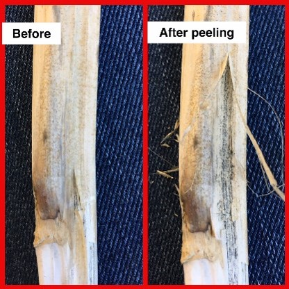 Before and after peeling epidermis to reveal microsclerotia
