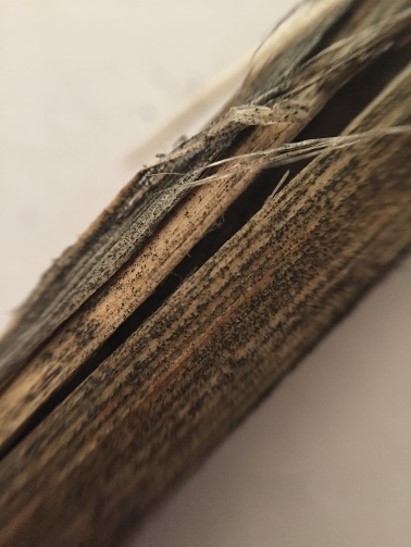 Peeling epidermis to reveal microsclerotia
